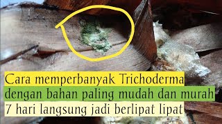 Mudah!!! Cara memperbanyak Trichoderma sp hanya dengan nasi