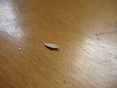 Como combatir la polilla en la madera