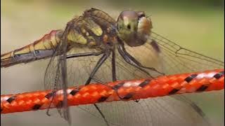 DRAGONFLY SOUNDS EFFECT || RELAXING SOUNDS || TUTUBI SOUNDS || MUSIC LOVERS  PITLA DAISUKE