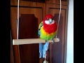 My Rosella parrot:)