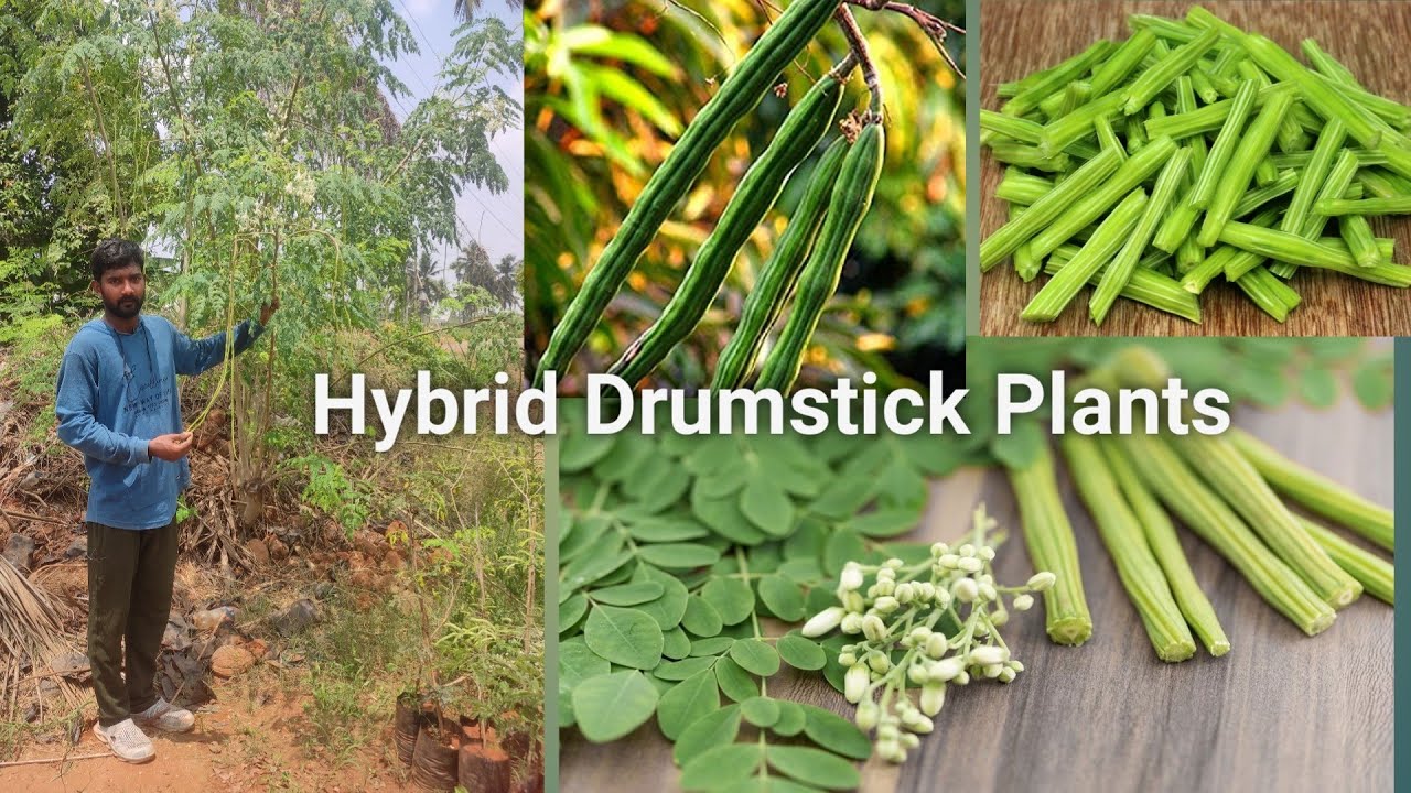 Hybrid Drumstick In Telugu హైబ్రిడ్ మునగ మొక్కలు Vegetables In