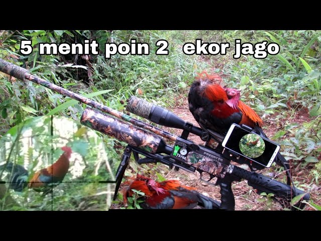 BERBURU AYAM HUTAN MERAH/BAKIKUK,, 5 MENIT POIN 2 EKOR JAGO class=