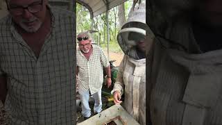 Bee hive removal part 3 Strapping the brood to our bee hive frames 🐝🍯   #beehiveremoval