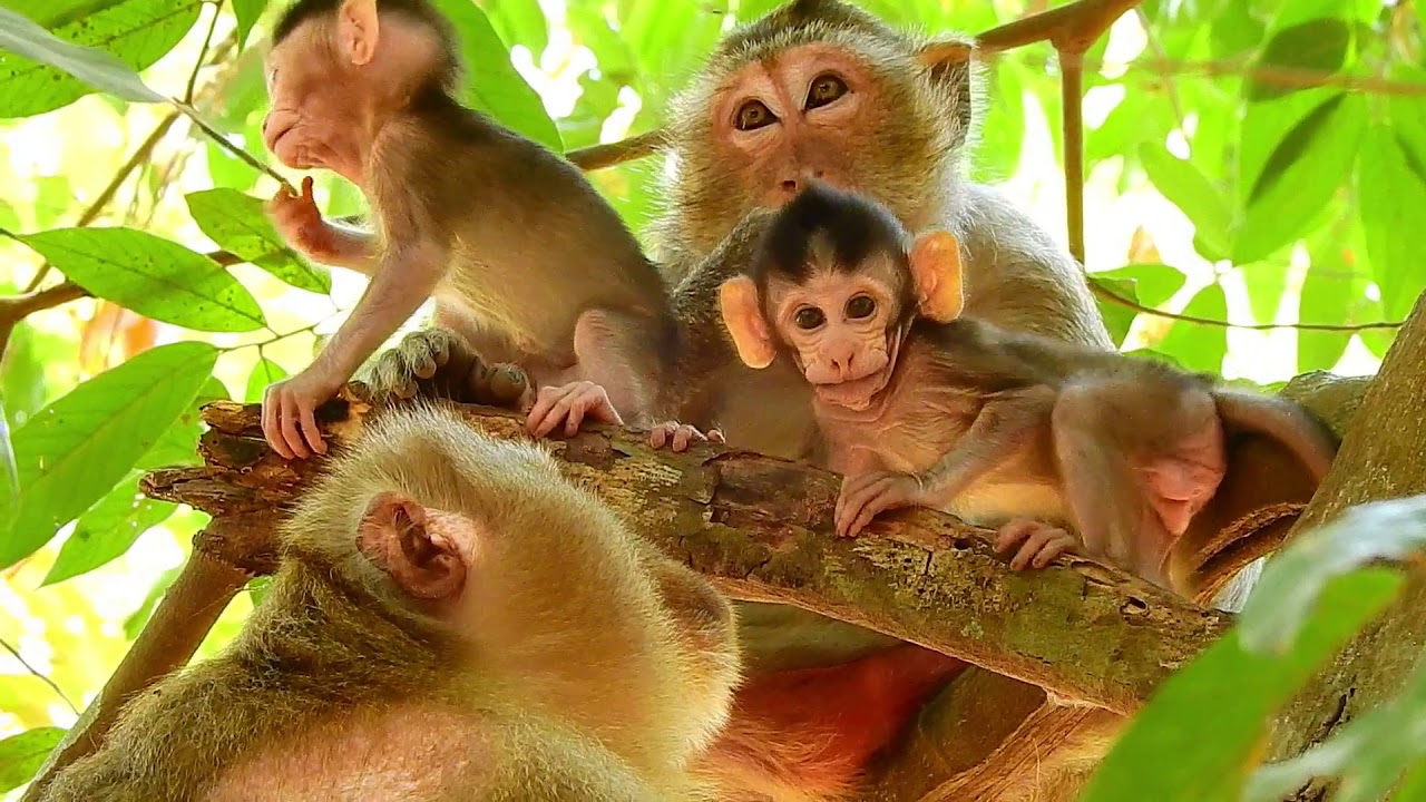 Teresa nice monkey baby lover, nursing, grooming & cuddle, adorable monkey baby Dustin & Button