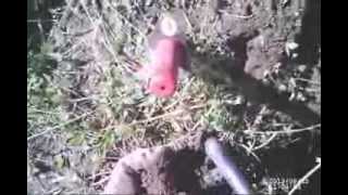 Pin Pointer coin trick for more depth  0001