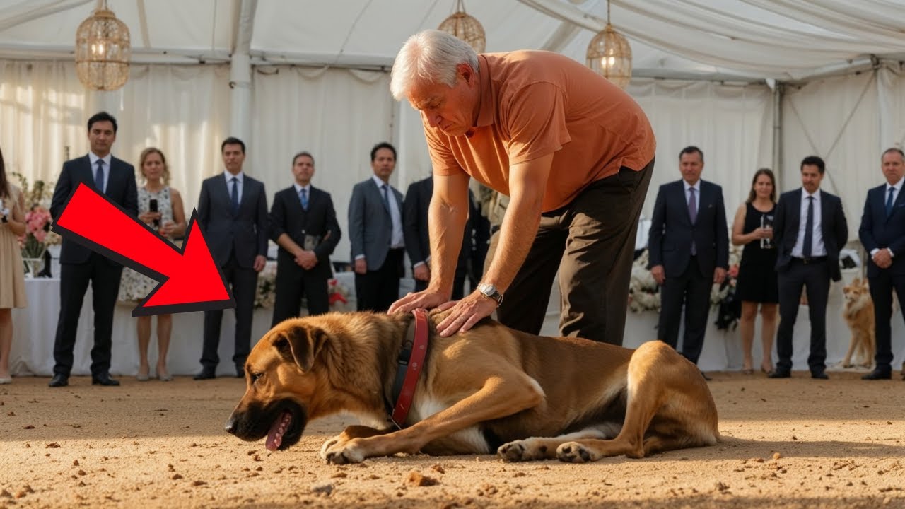 Rejected Dog At Auction Is Bought By A Old Man, And What Happens Will ...
