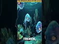 the deepest place in the ocean 🌊 #facts #sciencefacts #youtubeshorts #shots