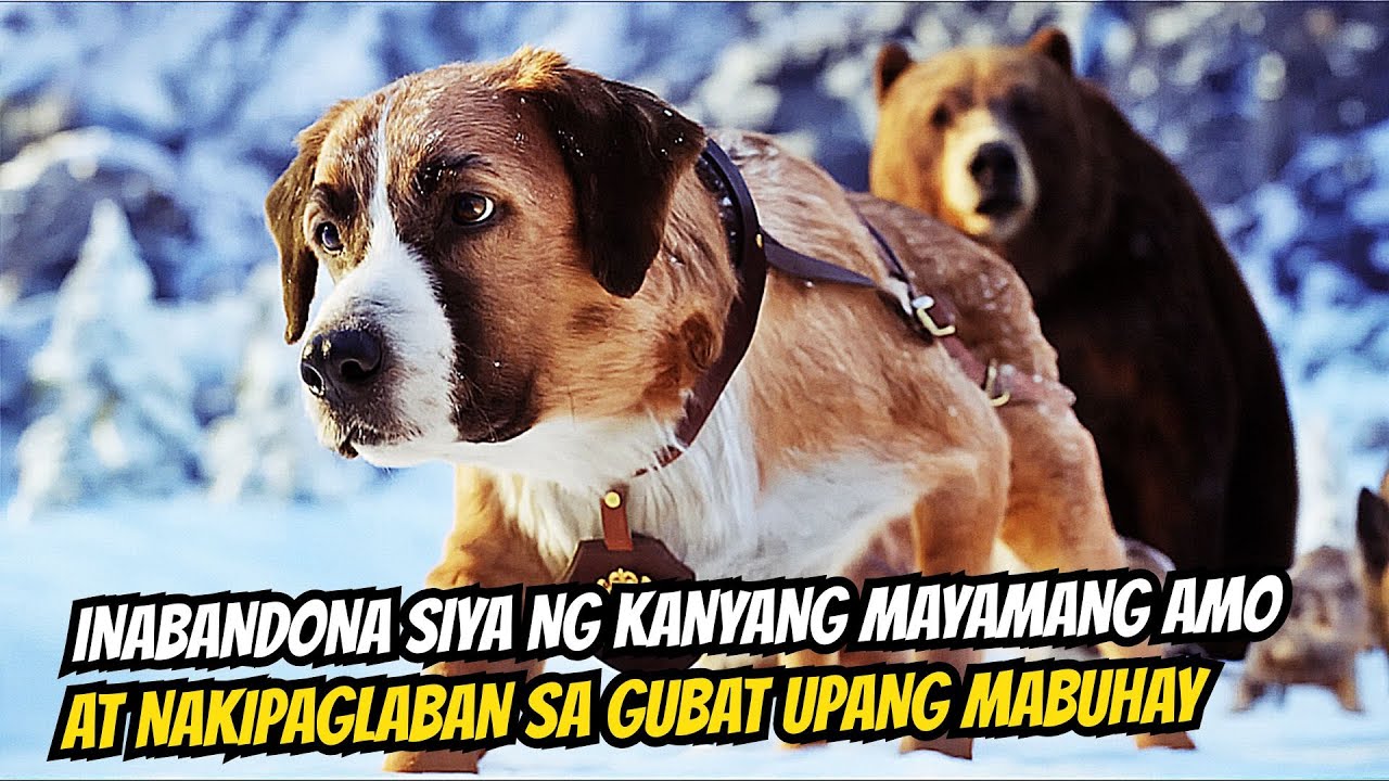 NAKIPAGLABAN ANG ASO NA ITO SA GUBAT UPANG MABUHAY MATAPOS SIYANG IBINANDONA NG KANYANG MAYAMANG AMO