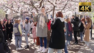 Saint Petersburg - Spring Walk - Sakura Blossoms in Chinese Garden and Smolny 4K 60fps🎧Walking tour