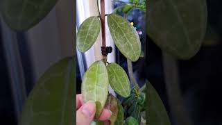 Hoya elliptica splash🌱