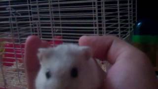A Very Playful & Active Winter White Russian Dwarf Hamster