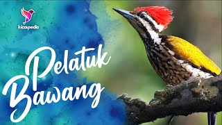 Common Flameback Bird Song, sound, Call, Chirp, Vocalization, Melody - Dinopium javanense