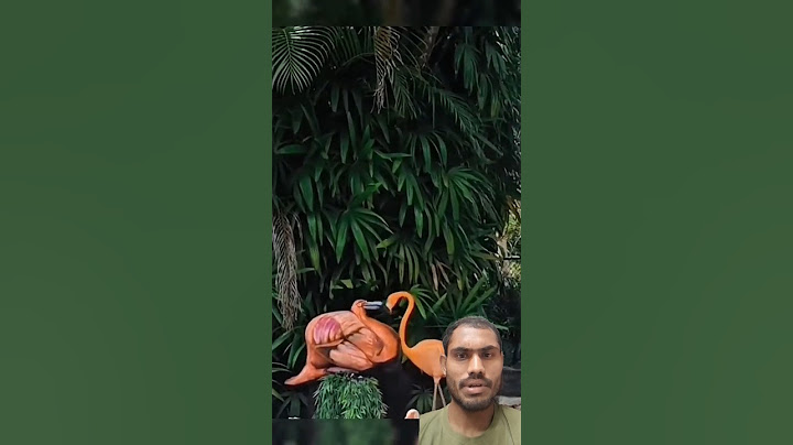 America's Got Talent Flamingo 🦩/ Siberian Crane MagicSchumacher Receives A GOLDEN BUZZERFrom Sofia