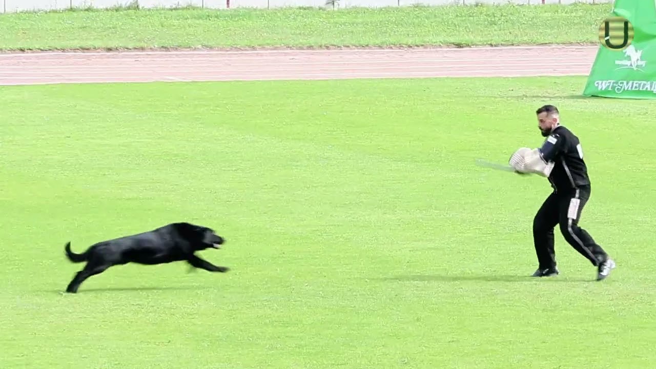 Rainer Rosch mit dem Rüden Cliff vom Hause Ripp im Schutzdienst