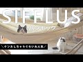 【ハンモック】cat vlog / Sifflus 3WAY自立式ポータブルハンモック SFF-04