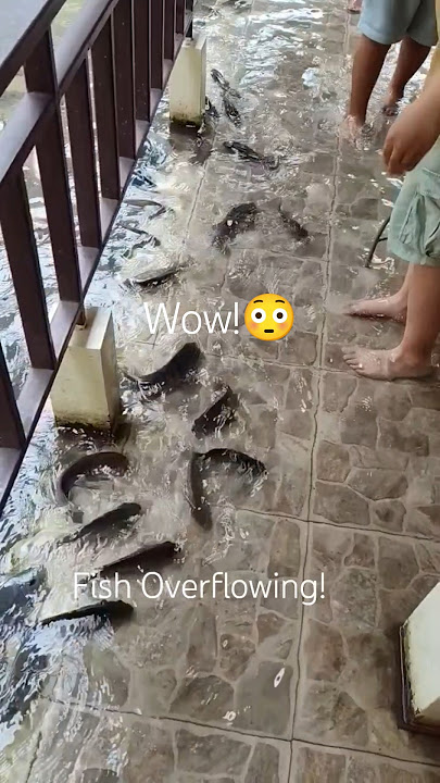 When the Water's Full of Fish! 😳🐟 #fishing #fishinglife #travel #shorts #viral