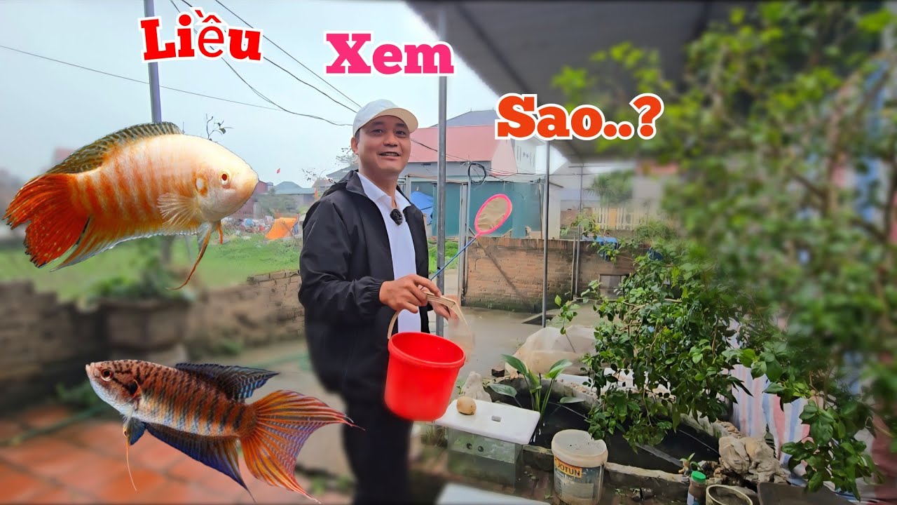 Thử Ghép Đẻ Cá Cờ Bạch Và Cá Cờ Ta Xem Cái Kết...
