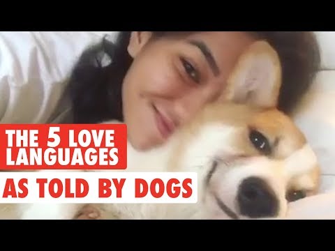 the-five-love-languages-as-told-by-pets