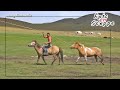 DANSE CAVALIÈRE MONGOLE