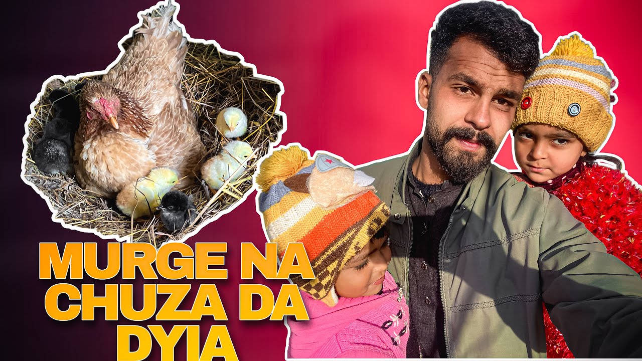 Humire Murge Mama Ban Gay 🫢||New Nine-9-Baby Chicks 🐤|| by BM Vlog .