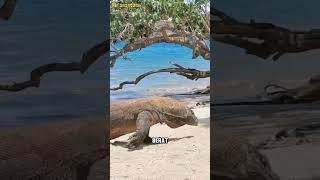 Hewan Exotis Dari Indonesia