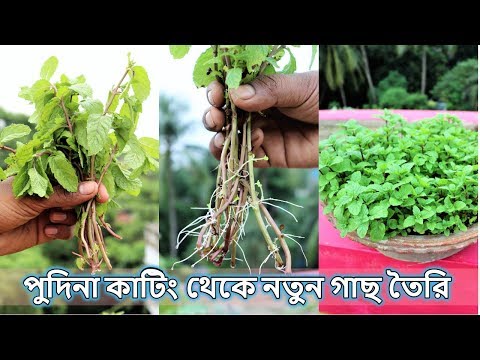 ভিডিও: কীভাবে পুদিনা পারফেট তৈরি করবেন