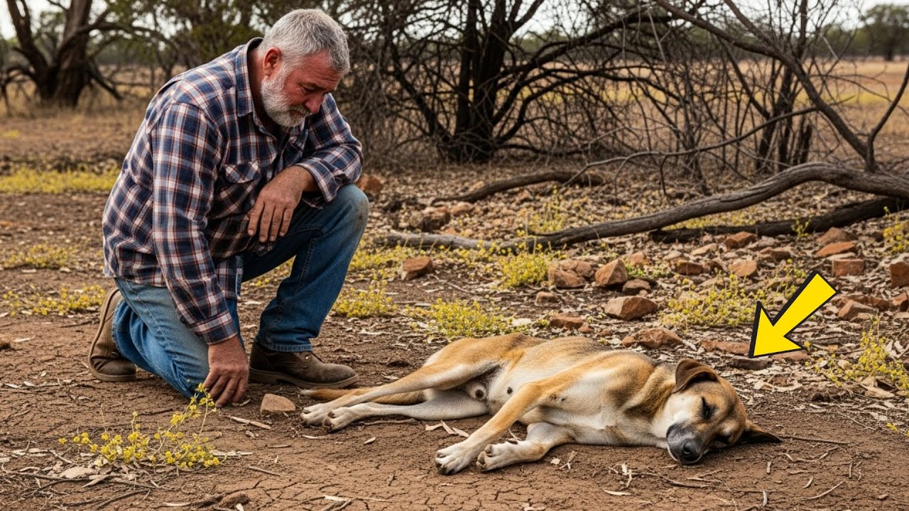 ÉL SALVÓ A UNA PERRITA CASI SIN VIDA Y SUS CACHORROS — DÍAS DESPUÉS, OCURRIÓ ALGO IMPRESIONANTE.