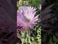 Волшебная красота Эхинопсиса. Повторное цветение