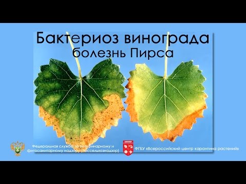 Видео: Симптомы Xylella Fastidiosa: лечение растений, зараженных Xylella Fastidiosa