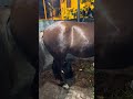 Entrei na cocheira