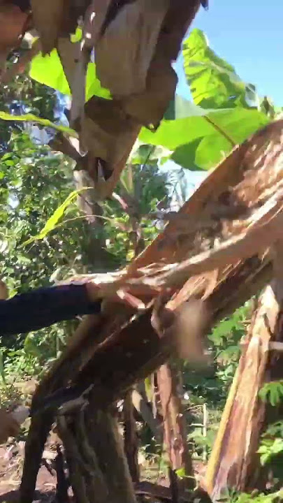 prekara poho pisang
