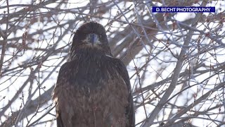 Eaglet thriving nearly 2 months after rehab and release into the wild