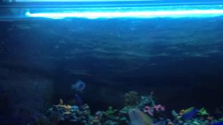 Jecod Jabao Cross Flow Pump