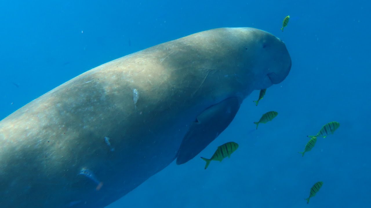 Snorkeling Marsa Alam. Red Sea. Egypt. Finding the Dugong Tour. October 2021