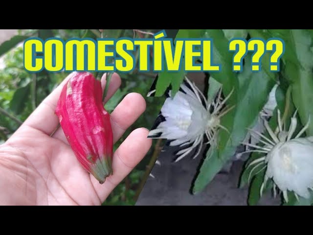 Mudas De Dama Da Noite Amarela Epiphyllum Gigante Kirsten Cactos