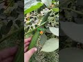 garden#vlog #ytshot #vlogger