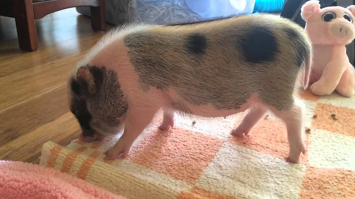 Ginger the Mini Pig first day home.