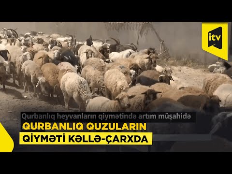 Qurbanlıq heyvanların qiymətində artım müşahidə olunur