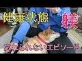 柴犬小春の質問コーナー②Instagram募集編「健康状態は？忘れられないエピソード」