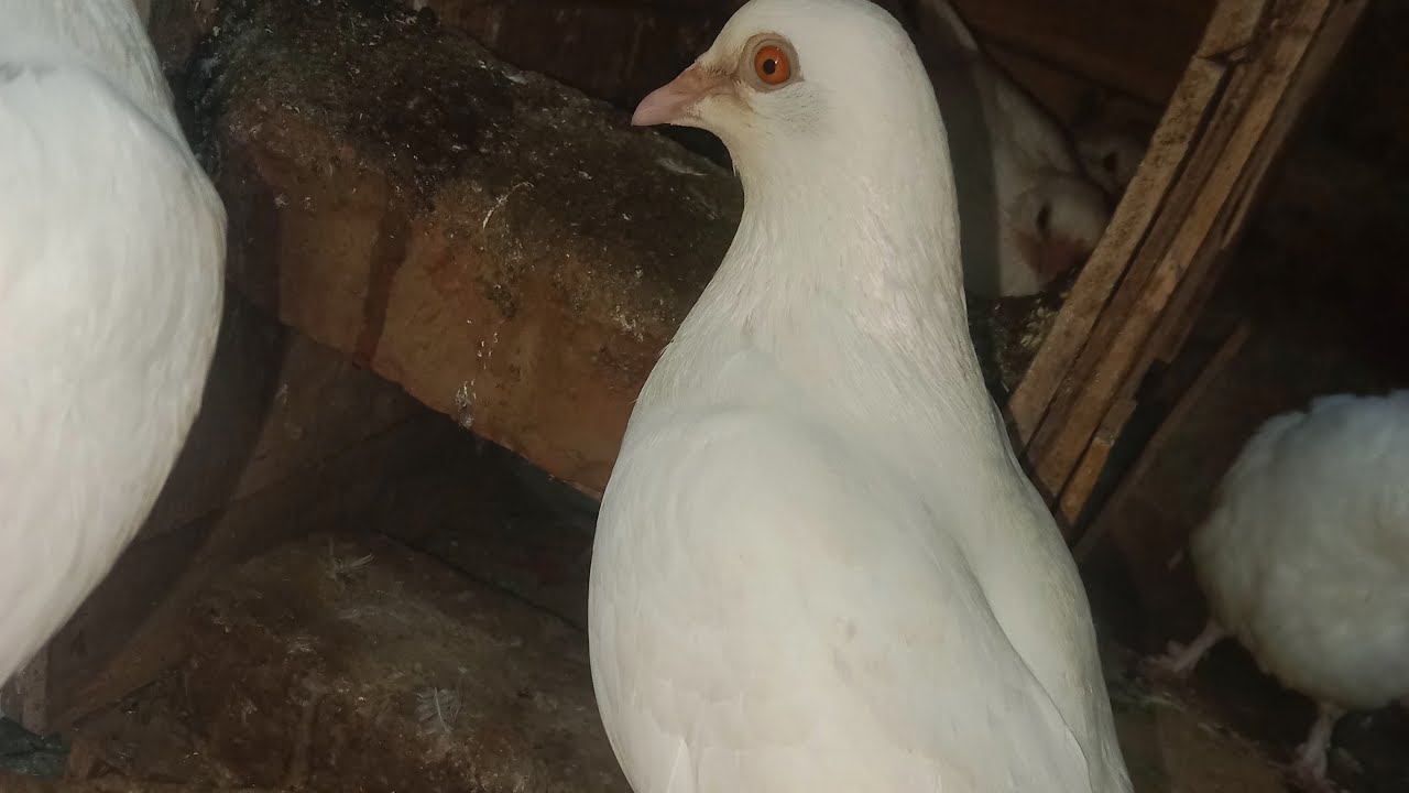 is live! kabutar Ne kara bada kand 😱🕊️👈