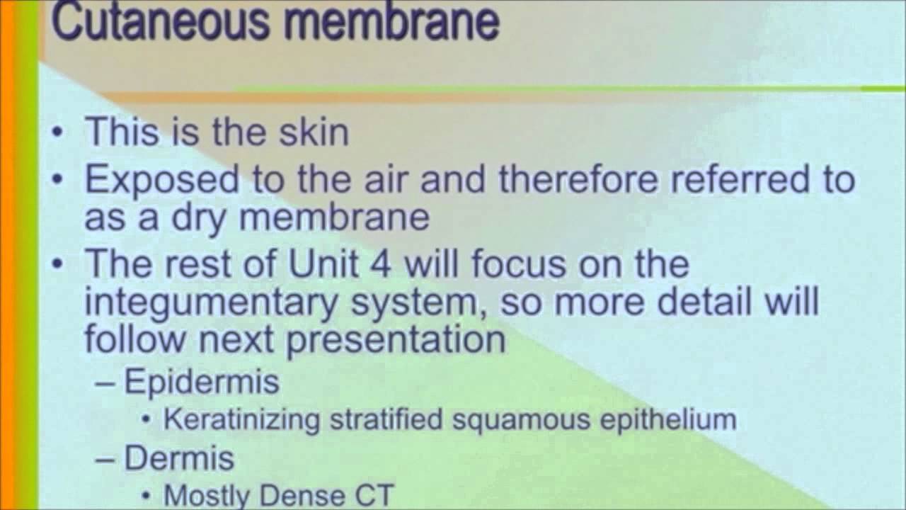 Chapter04 Skin and Body Membranes Part 01 - YouTube
