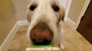 ASMR Two Hours Long - Dog Licking Peanut Butter From Orapup Tongue Cleaning Brush - Galaxy S10e