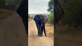 Lone Elephant 🐘 #nature #animals #amazing