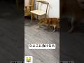 ひよこに負ける犬
