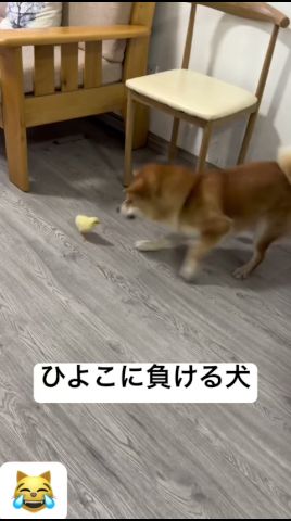 ひよこに負ける犬