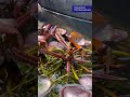 Large Red Damselflies in a tiny suburban pond