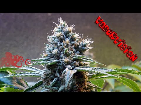 Ultimate Seed to Harvest Time Lapse!