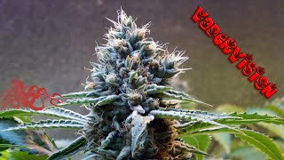 Ultimate Seed to Harvest Time Lapse!