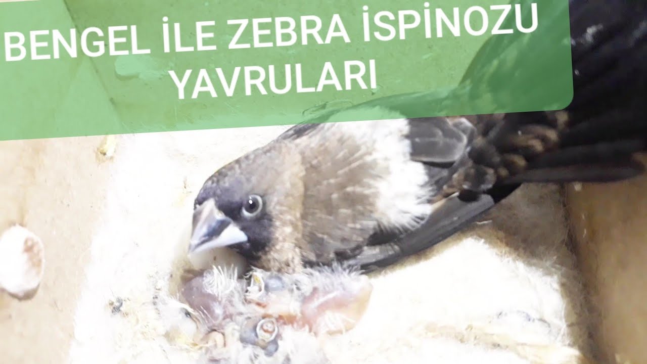 BENGEL İLE ZEBRA İSPİNOZU EŞLEŞMESİ VE YAVRULARI🐦