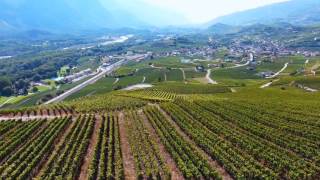 Vineyard drone video